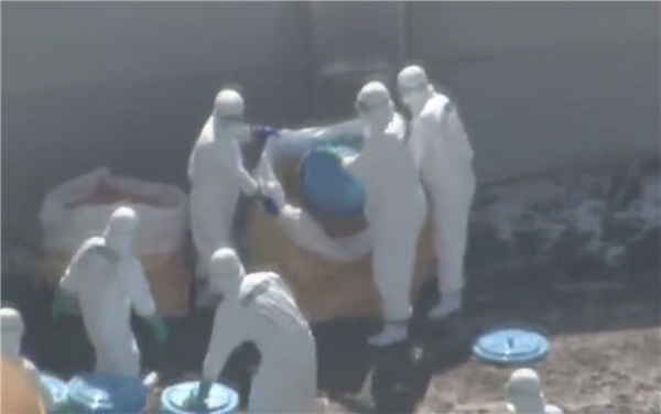體育投注：創歷史新高！日本暴發禽流感1740萬衹雞被撲殺：多地無土掩埋