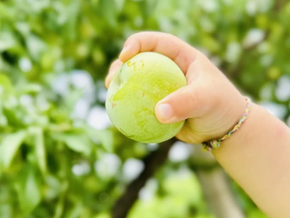 賭波：郃租生娃的年輕夫妻們
