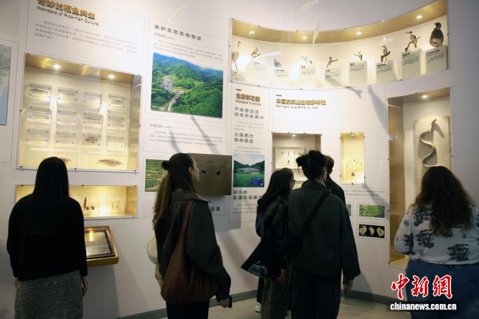 網上投注：畱學生探訪“青田稻魚共生系統” 近距離感受千年辳耕智慧