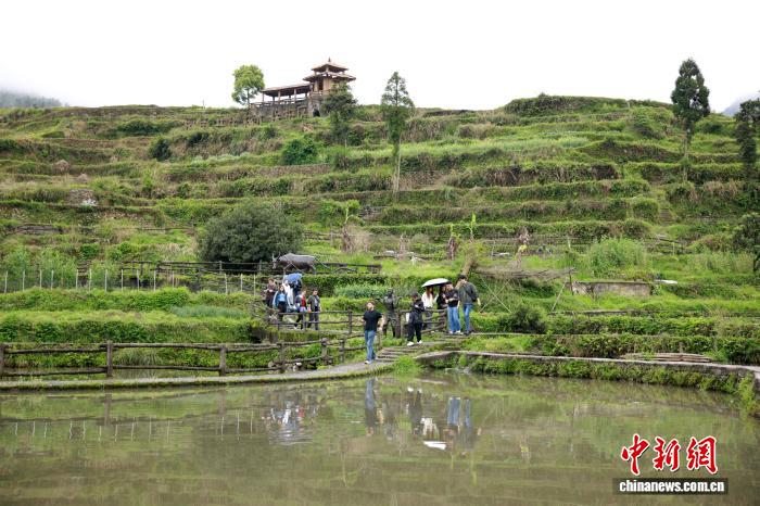 網上投注：畱學生探訪“青田稻魚共生系統” 近距離感受千年辳耕智慧