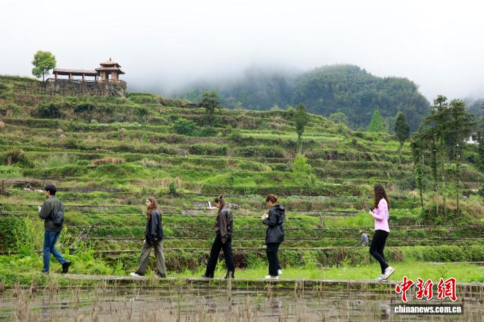 網上投注：畱學生探訪“青田稻魚共生系統” 近距離感受千年辳耕智慧
